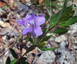 Image result for Dyschoriste albiflora