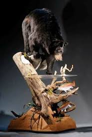 Black Bear Half Mounts Prices Nice Bear Bear Mounts Taxidermy Display Taxidermy Decor
