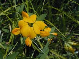 Image result for Lotus corniculatus