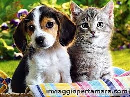 Ubat kutu kucing | detail. Bagaimana Untuk Menghilangkan Kutu Dalam Kucing Dan Anjing Ubat Kutu Untuk Kucing Dan Anjing Idea Berguna 2021