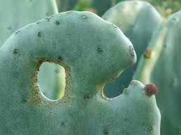 It most common west of the appalachian mountains and east of the mississippi river, where it is found in the midwest, upper south and in ontario. Download Free Photo Of Cacti Green Plant Thorns Succulents From Needpix Com