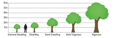 Semi Dwarf Cherry Trees Wowforum Info