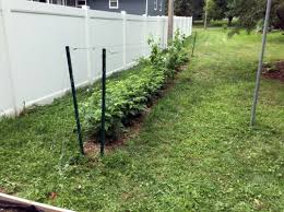 Choose a growing location that receives 6 to 8 hours of direct sun daily. Planting And Trellising Raspberries For Home And Community Gardens Umn Extension