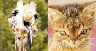 Animals With Down Syndrome Debunking This Mistaken Trend