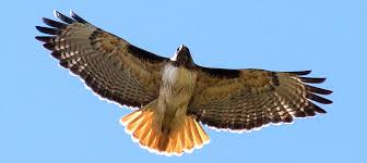 Bird of the Week: Red-Tailed Hawk – Be Your Own Birder