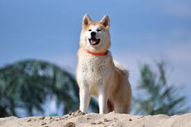 akita dog wikipedia