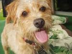 Lab Terrier Mix - What To Expect From This Diverse Cross