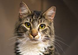 Maybe you would like to learn more about one of these? Spartanburg Animal Clinic Spartanburg Veterinarians