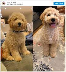 Black golden doodle golden doodles goldendoodle black goldendoodle haircuts cute dogs and puppies pet dogs pets double doodle puppies puppy haircut. Doodle Haircuts To Swoon Over Tons Of Pictures