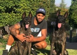 Looking for positive reinforcement puppy training? 3 Best Dog Training In San Jose Ca Expert Recommendations
