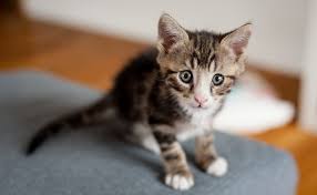 Tips for naming your unique female cat. Cute Funny Kitten Names Top Best Cat Names