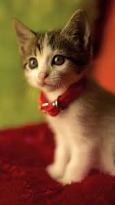 Lovely Cat Mostbeautifulcat Pretty Prettiestcat Catmemes Catlovers Cats Kitty Kittens Catwithantelopehorns Kittens Cutest Cute Animals Cute Cat Gif