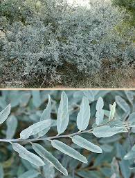 Image result for Grewia flava