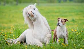 Maybe this guy just has a wide smile Dogs And Horses Mimic Each Other S Expressions During Play Inside Science