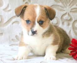 Extremely loving with its family, it will love to follow the family around and be involved in your. Corgi Puppies For Sale New York