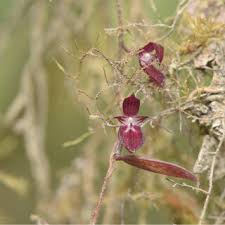 Image result for Malaxis weberbaueriana