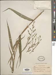 Image result for Acroceras