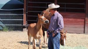 Touching A Foal That Can T Be Touched Youtube Foals Horse Training Cant Be Touched