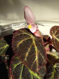 April In New England Begonia Dragon Garden Easy To Grow Houseplants