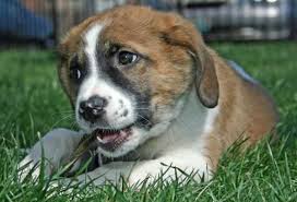 Black And White Saint Bernard Mix Brown St Bernard Mix Puppies Images Puppy Images Saint Bernard Cute Dogs