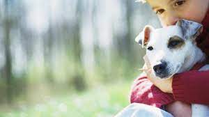 When the cat that has died was a constant in your daily life it can be very hard to get through your day without them. How To Deal With Grief After The Loss Of Our Pet The News 24