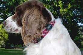 And why not use puppy10 at checkout for 10% off your puppy's first threads! If The Collar Fits Rogz