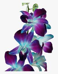 Check spelling or type a new query. Blue Dyed Orchids Flowers For Sale Online Blue And Pink Orchids Hd Png Download Transparent Png Image Pngitem