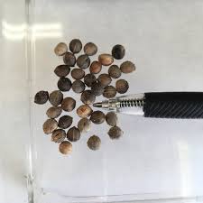 Image result for Tinospora orophila