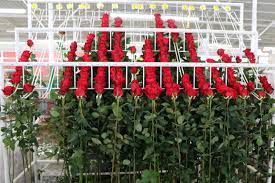 Maybe you would like to learn more about one of these? Natural Flowers Natuflora