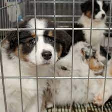 Check spelling or type a new query. Pet Adoption Rosedale Mills Pennington Nj