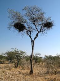 Image result for Maerua schinzii