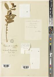 Image result for Grewia micrantha