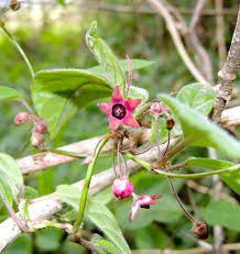 Image result for Sisyranthus imberbis