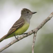 Birds Native To Michigan Great Crested Flycatcher World Of Animal Birds Nature Birds Pet Birds