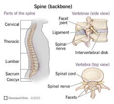 Image result for Lumbar vertebrae