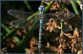 Black And Yellow Dragonfly California Blue Eyed Darner