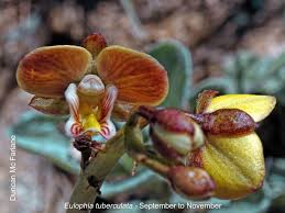 Image result for Eulophia tuberculata