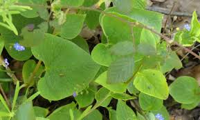 Image result for Cordia torrei