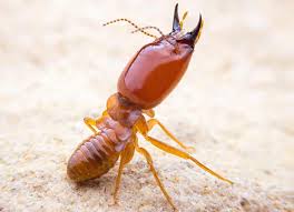 Workers are also responsible for feeding the king and the queen, care about her and the eggs. What Do Termites Look Like Pictures Size Color Look Alikes Pestbugs