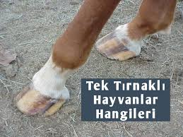 Tek Tirnakli Hayvanlar Hangileri En Guzel Sozler Ve Mesajlar
