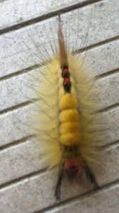 Why is it such a problem? Yellow Fuzzy Caterpillar With Red And Black Tail Orgyia Leucostigma Bugguide Net