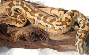 Pin On Snakes