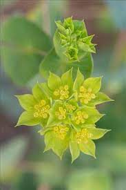 Bupleurum Flower Essence Best Flower Wallpaper
