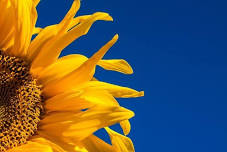 Plant Sale Weekend — Evergreen Arboretum and Gardens