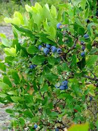 In addition, blueberries require cool nights for berries to properly set. Black Gold Best Blueberries For Western And Southern Gardens