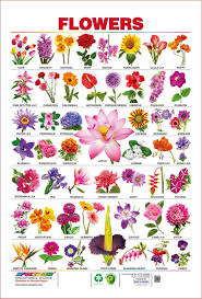 Also, interesting vegetables images help you remember the new words better. Spectrum Pre School Kids Learning Laminated Flowers Name Wall Hanging Chart Amazon Co Uk Office Flower Images With Name Pretty Flower Names Flowers Name List