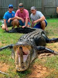 This commitment to the value of education has made uf online the most affordable online university program in the nation, and one of the most respected. Alligator Season Productive For Mississippi Hunters Mississippi Sportsman