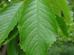 Whether your tree bears fruit is a personal preference that needs to be considered when choosing a. How To Identify A Wild Cherry Tree A Guide From Tcv