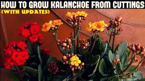 How To Grow Kalanchoe From Cuttings With Updates Youtube