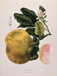 Image result for Rutaceae